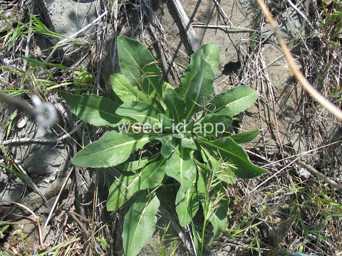 woad, dyer's